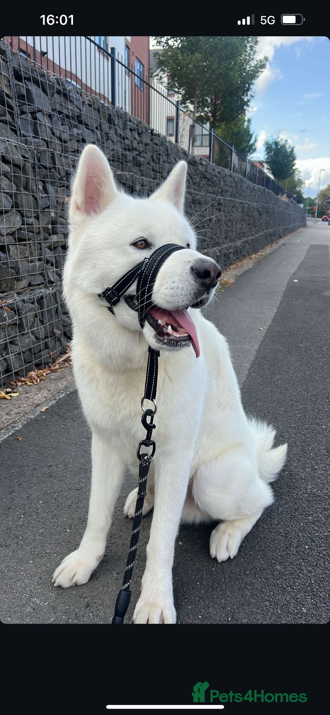 Japanese Akita Inu dogs for sale: Akai  - Advert 4