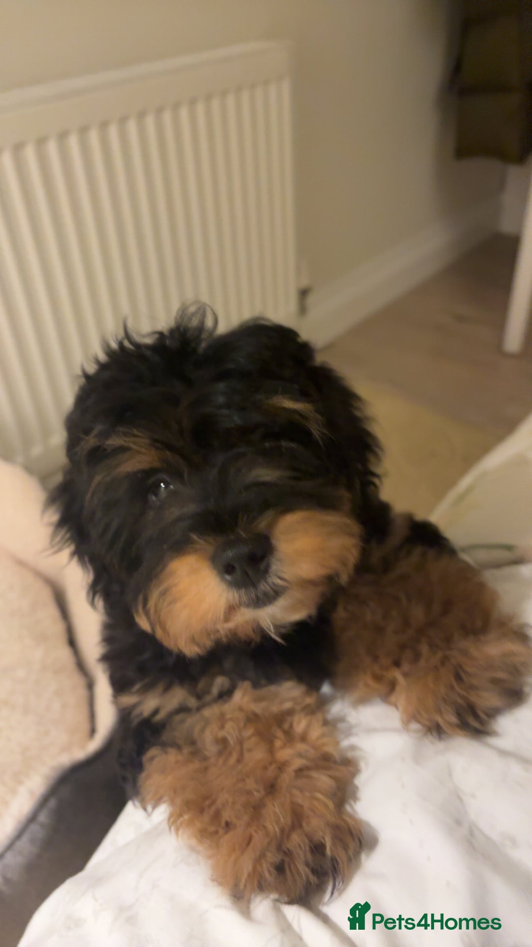 Shihpoo dogs for sale: Chilli The Shihpoo  - Advert 1