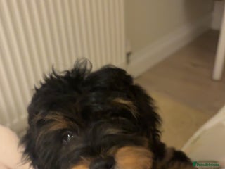 Shihpoo dogs Chilli The Shihpoo - Advert 2