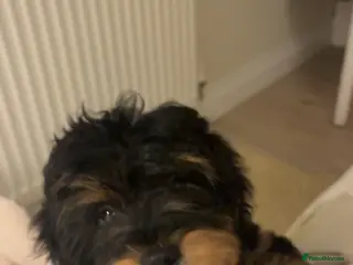 Shihpoo dogs Chilli The Shihpoo - Advert 15