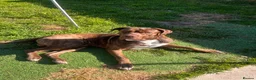 Cane Corso dogs for stud: stud! - Advert 5