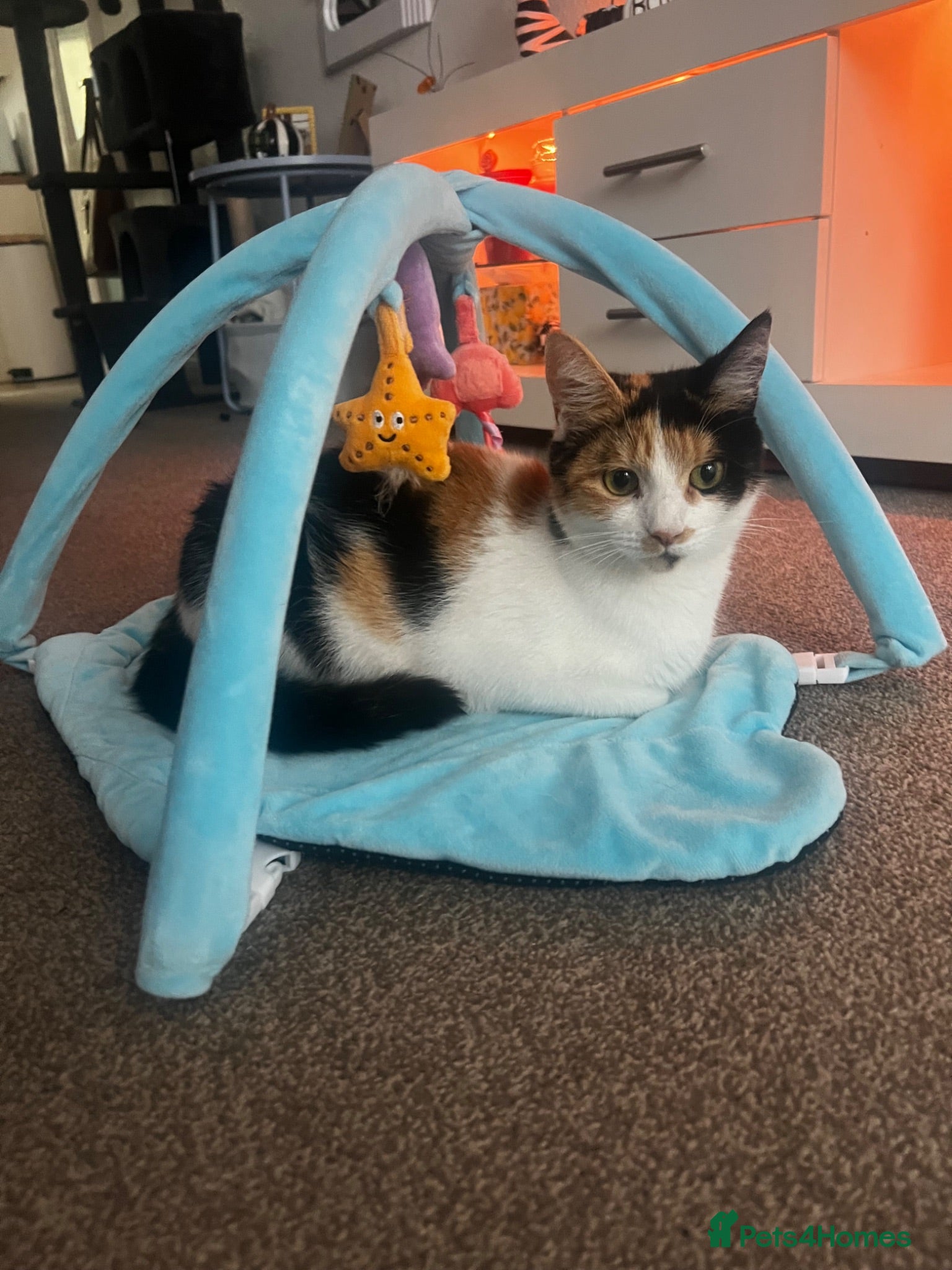 Mixed Breed cats 2 year old cat  - Advert 1