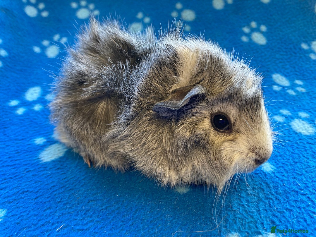 Guinea Pig rodents for sale: Beautiful baby boar Guinea pigs  - Image 3
