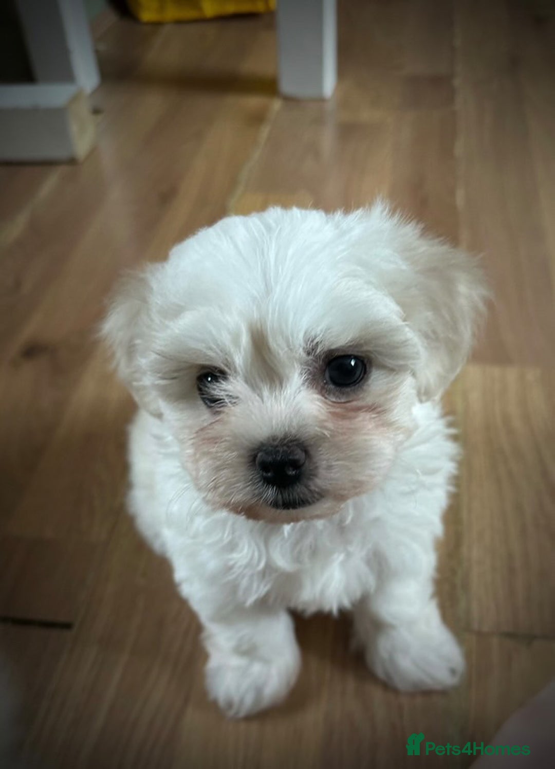 Maltese dogs for sale: ONE FEMALE Maltese Puppy *READY NOW* - Image 2
