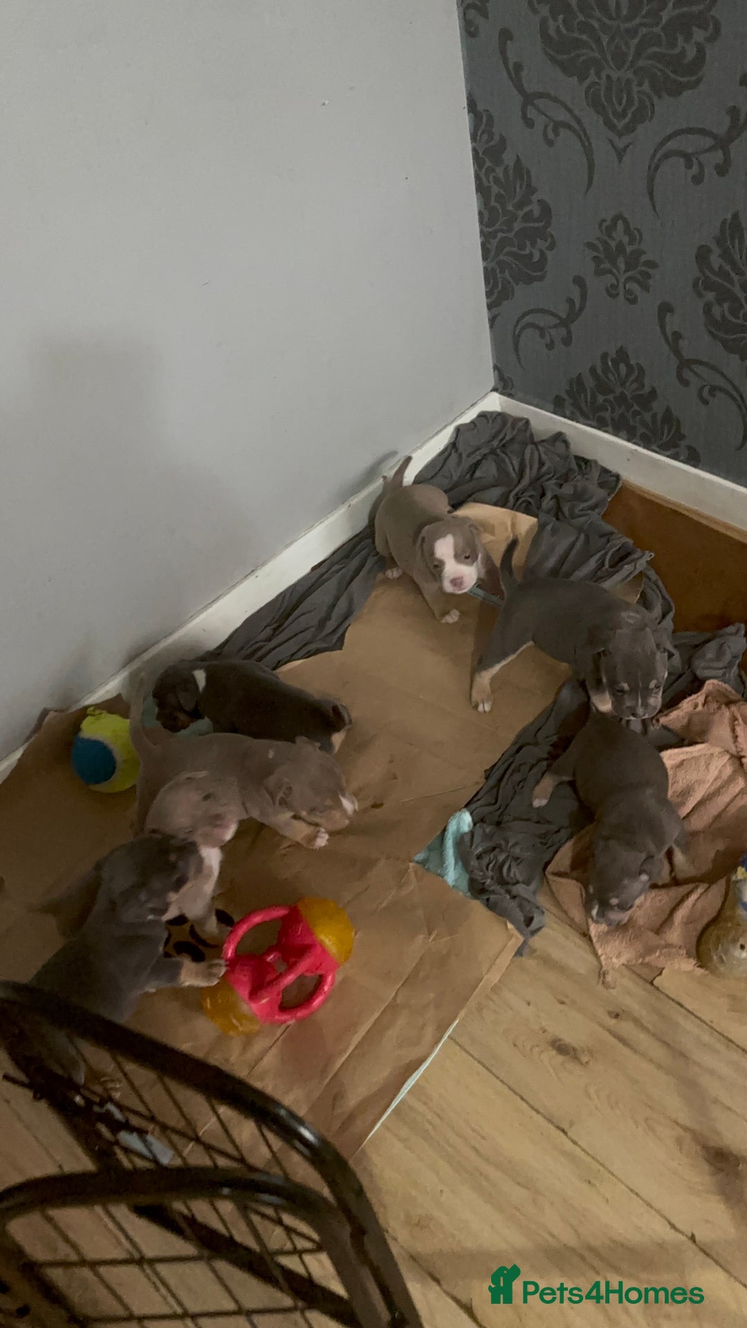American Bully dogs for sale: American Pocket Bully Puppies (ABKC registered)  - Image 9