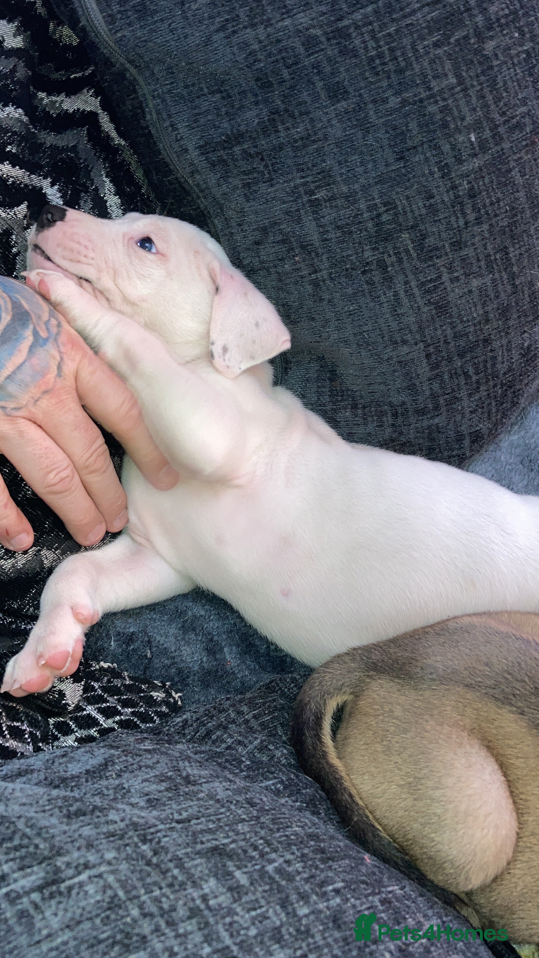 Mixed Breed dogs Mastiff x Staffy Puppies  - Advert 13