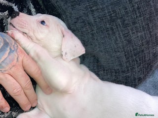 Mixed Breed dogs Mastiff x Staffy Puppies - Advert 14