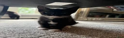 British Shorthair cats for sale: 4 short hair kittens. - Advert 3