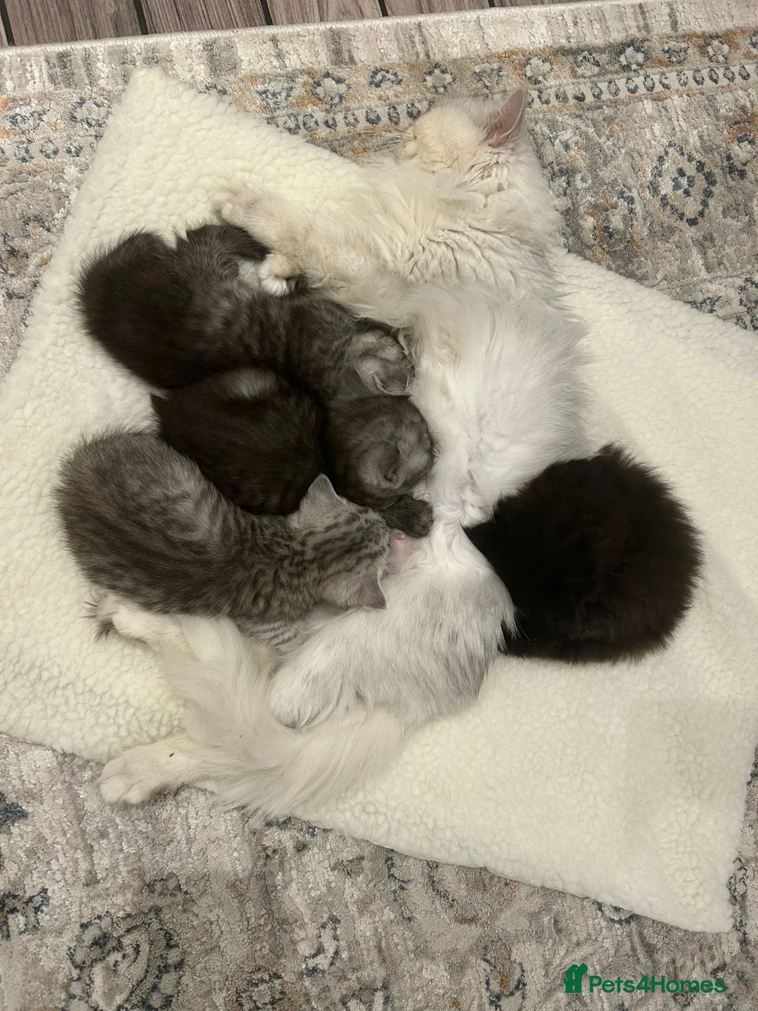 Mixed Breed cats for sale: Female kitten half Short hair & half Persian  - Advert 2