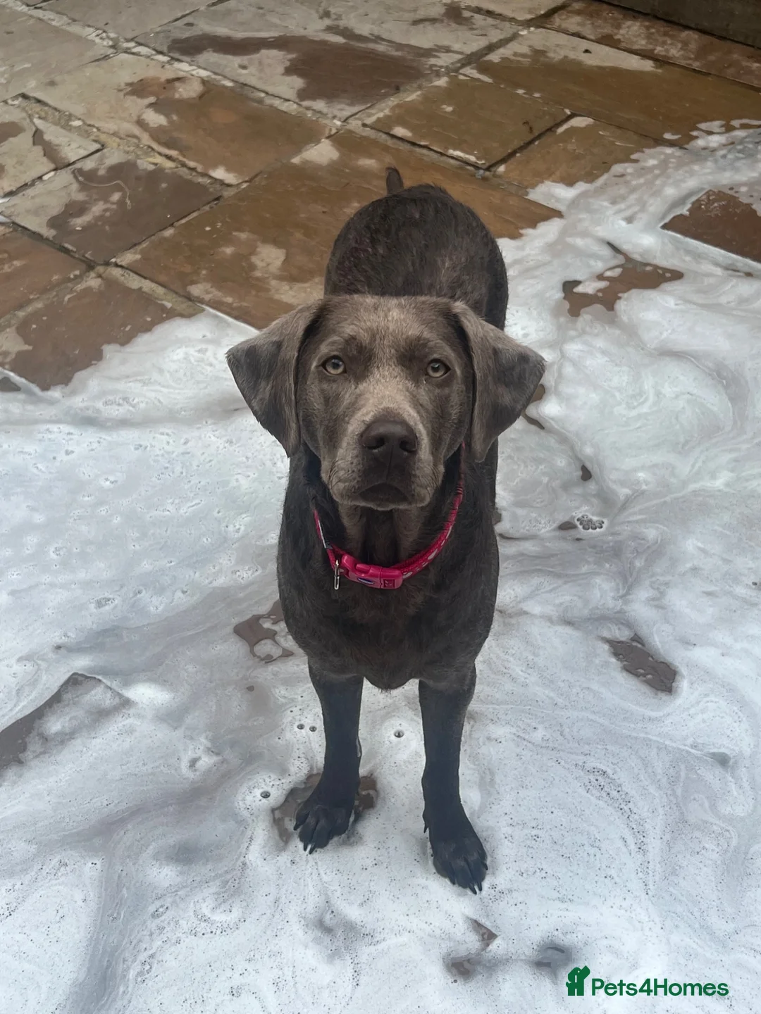 Labrador Retriever dogs for sale: Beautiful KC silver Labrador  - Advert 2