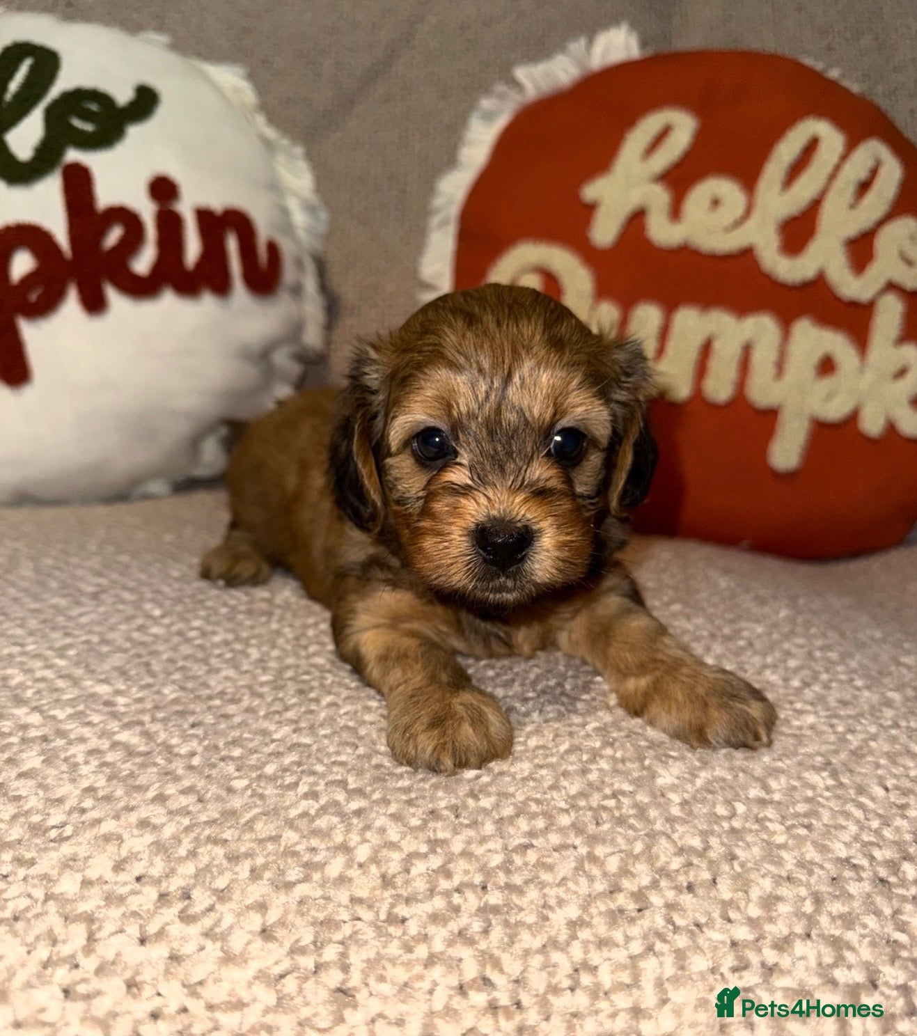 Maltipoo dogs Beautiful F1 maltipoo pups - Advert 15