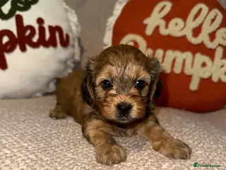 Maltipoo dogs Beautiful F1 maltipoo pups - Advert 2