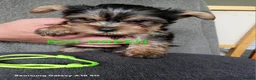 Yorkshire Terrier dogs for sale: WONDERFULL MINI YORKSHIRE TERRIER  in Tipton - Advert 15