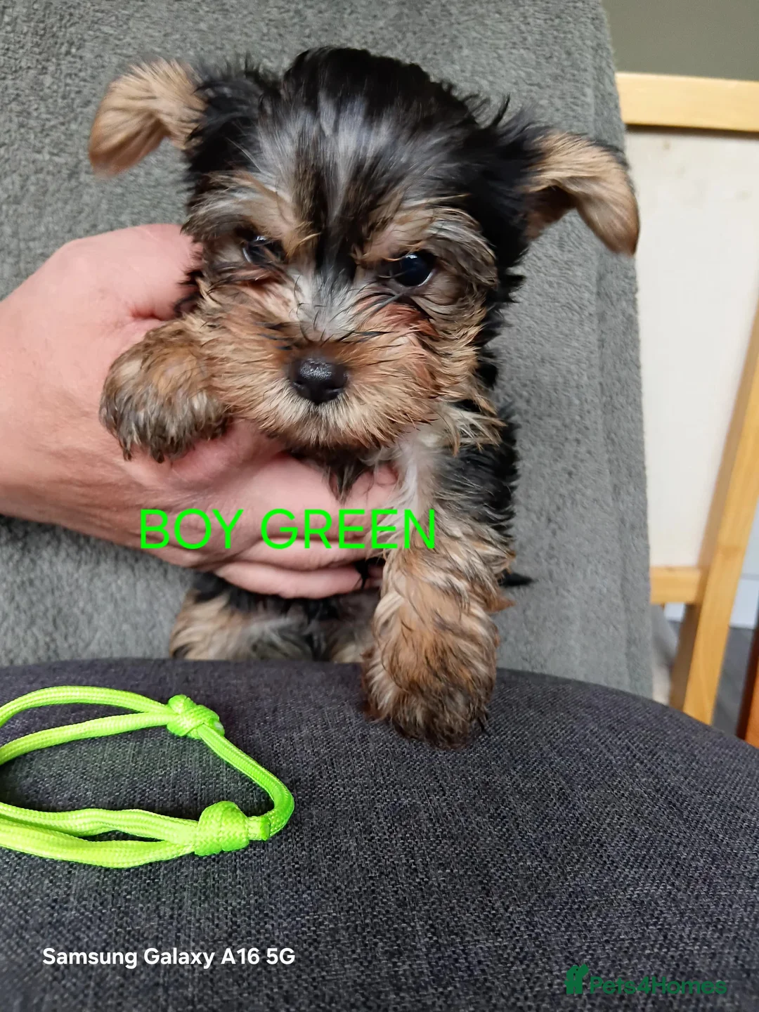 Yorkshire Terrier dogs for sale: WONDERFULL MINI YORKSHIRE TERRIER  in Tipton - Advert 15