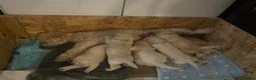 Mixed Breed dogs for sale: Cockapoochon Puppies in Lampeter - Advert 6