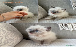 Ragdoll cats for sale: True to type, pure bred Ragdoll kittens  - Image 7