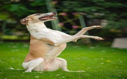 Whippet dogs for sale: Sadly for rehoming mother and son kc whippets. - Image 7