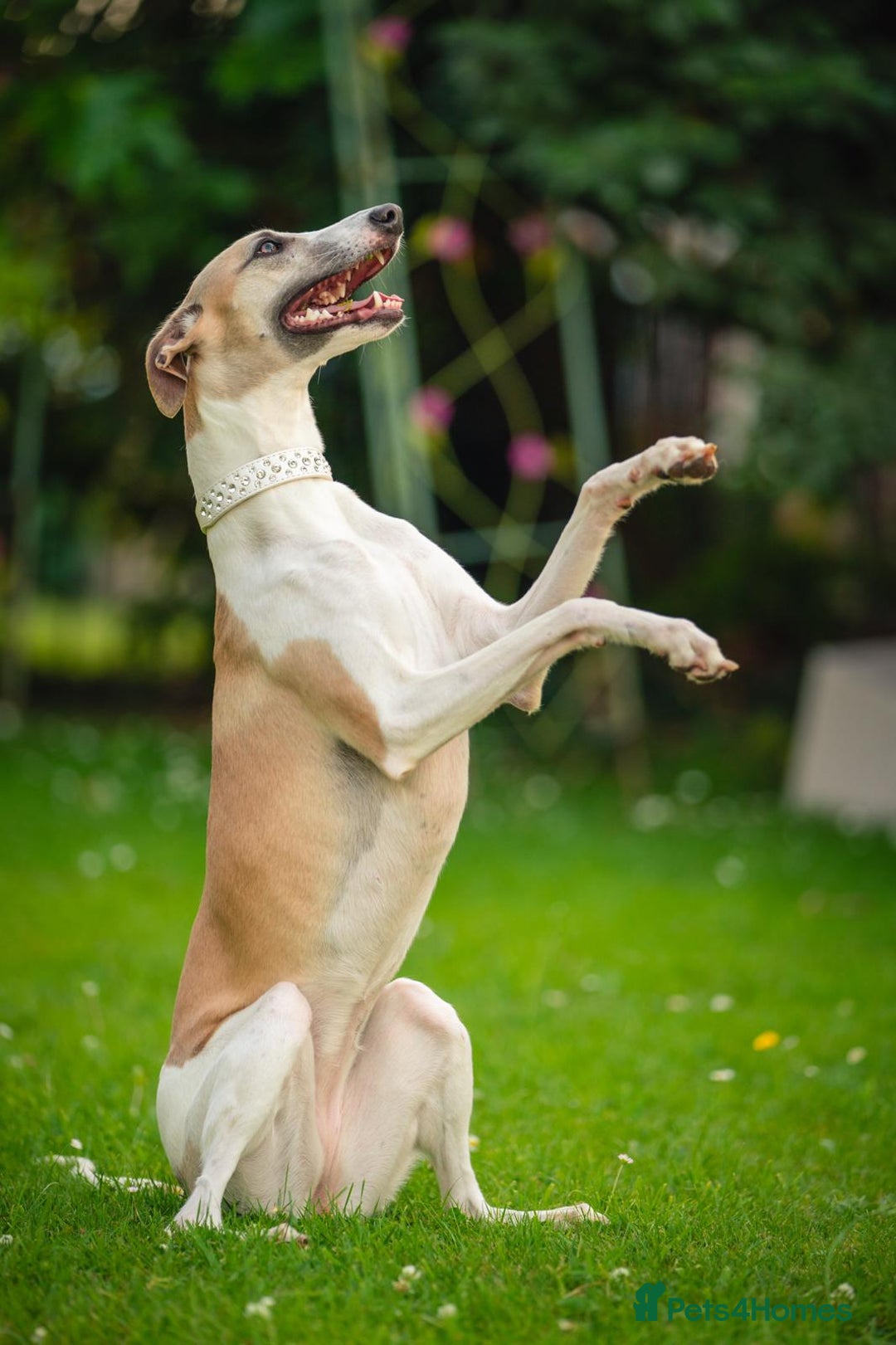 Whippet dogs for sale: Sadly for rehoming mother and son kc whippets. - Image 7