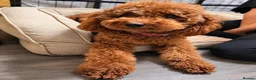 Cockapoo dogs for sale: Beautiful True Teddy Face Curly Cockapoo Puppies - Advert 27