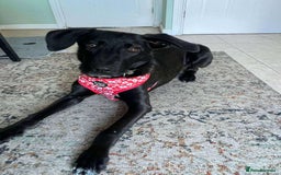 Mixed Breed dogs for adoption: ASH-12 months,Medium,playful/friendly/loves people - Image 1
