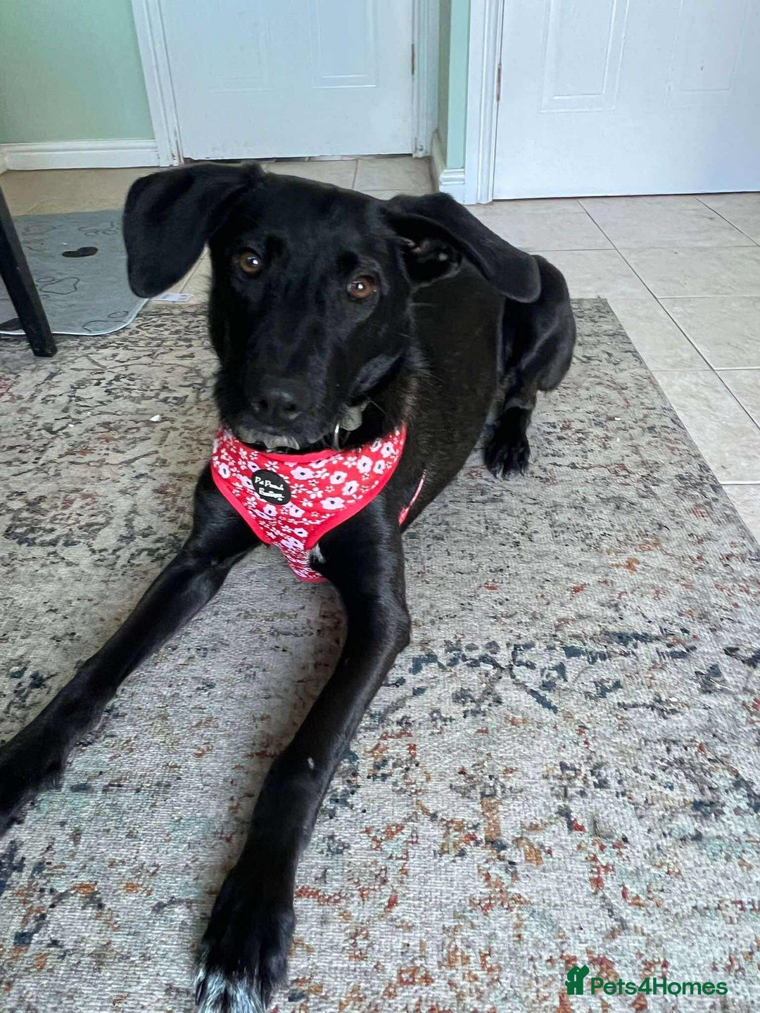 Mixed Breed dogs for adoption: ASH-12 months,Medium,playful/friendly/loves people - Image 1