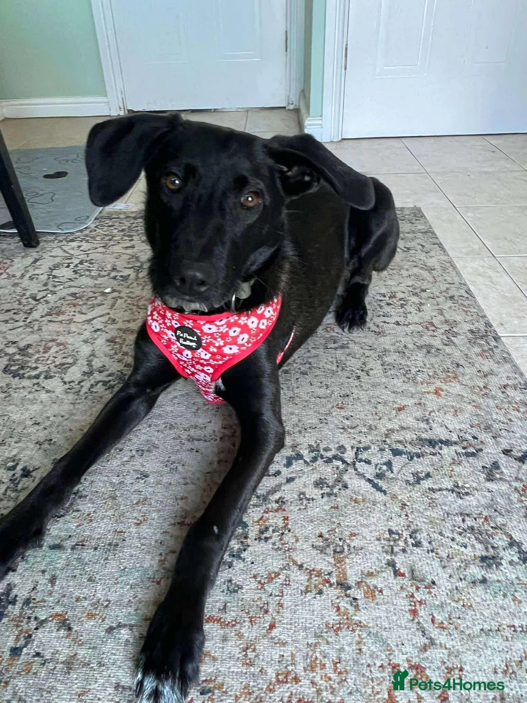 Mixed Breed dogs for adoption: ASH - 15 months,Med. playful/friendly/loves people - Advert 1