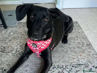 Mixed Breed dogs ASH - 15 months,Med. playful/friendly/loves people - Advert 2