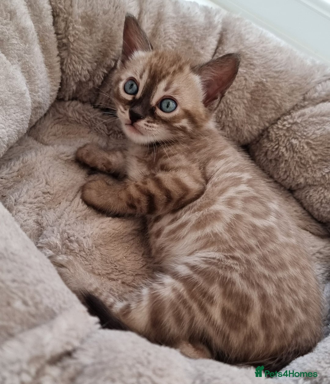 Bengal cats for sale: TICA Registered Bengal Kittens–Ready Nov 2025 🐾 - Image 36