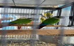 Parrots birds for sale: Parrot for sale Glasgow  - Image 16