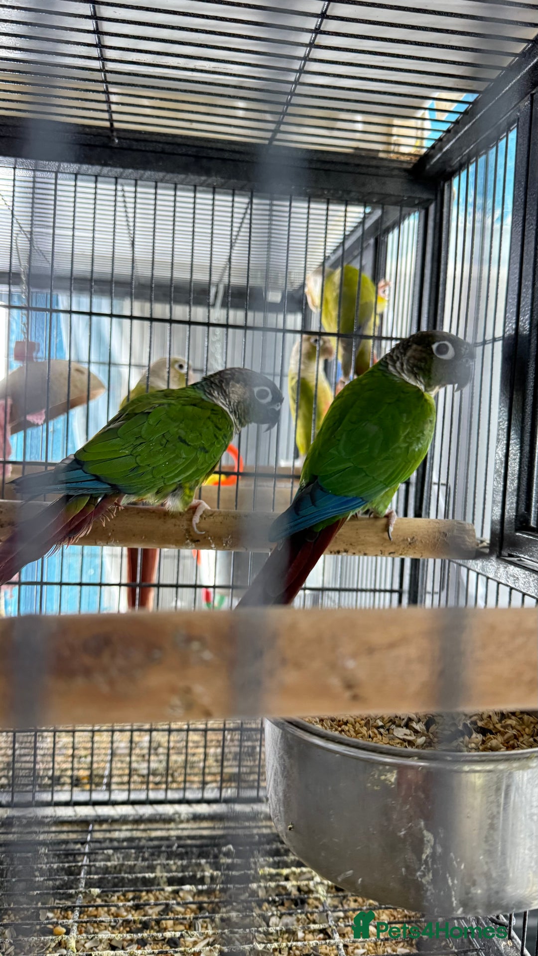 Parrots birds for sale: Parrot for sale Glasgow  - Image 16