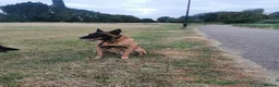 Belgian Shepherd Dog dogs for stud: KC Belgian Shepherd for stud in Coventry - Advert 3