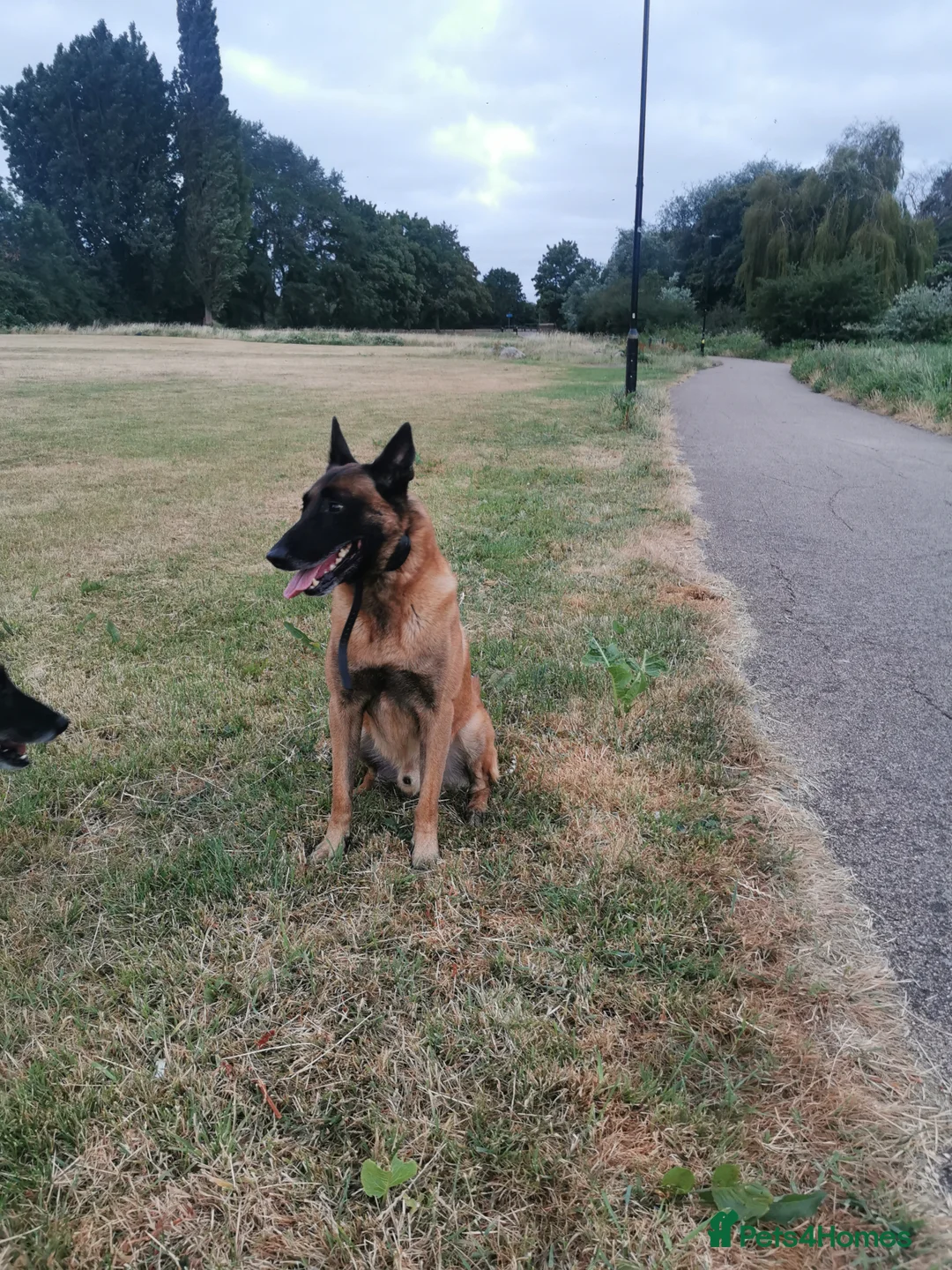 Belgian Shepherd Dog dogs for stud: KC Belgian Shepherd for stud in Coventry - Advert 3