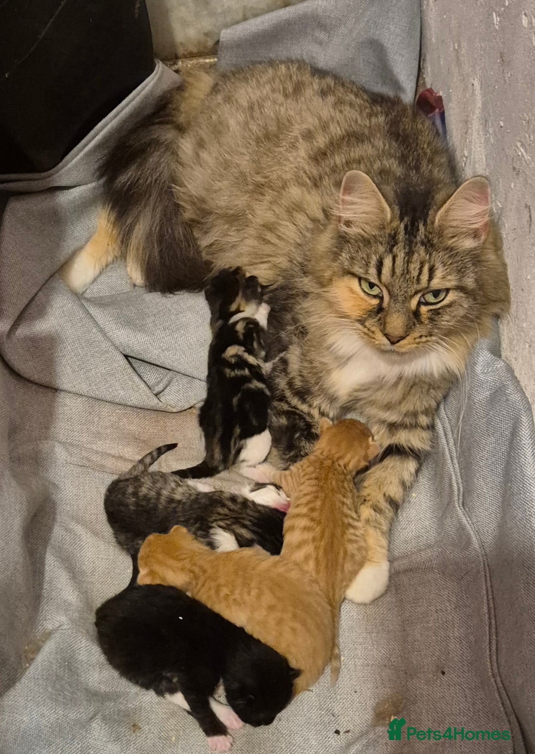 Mixed Breed cats for sale: 1/4 Maine Coon kittens - Advert 5