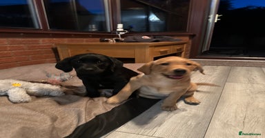 Labrador Retriever dogs - Advert 15
