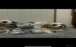 Cavachon dogs for sale: Cavachon Puppies  - Advert 12