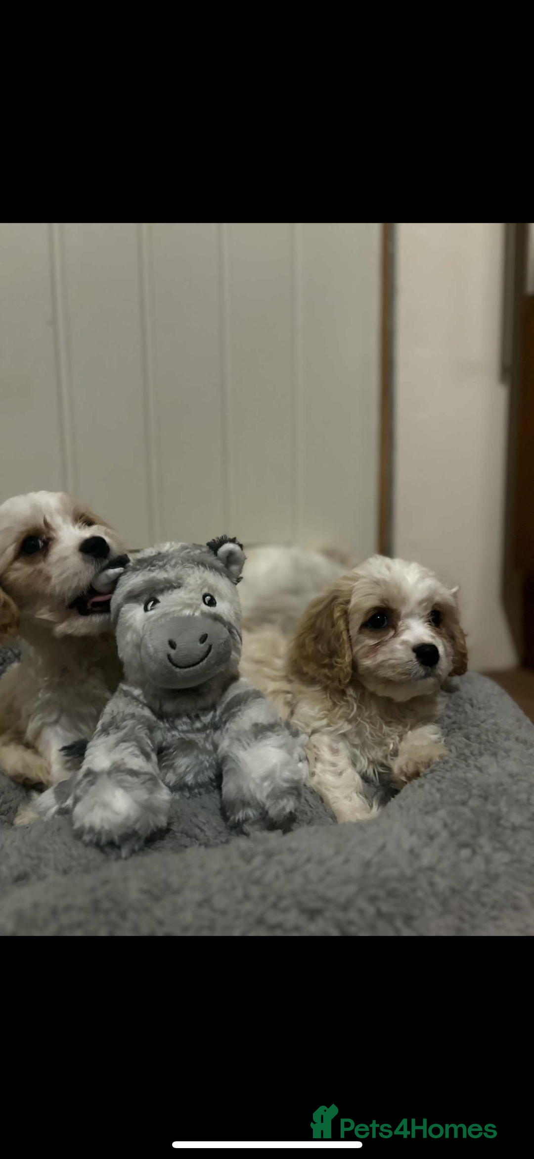 Cavachon dogs for sale: Cavachon Puppies  - Advert 12