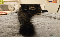 Scottish Fold cats for sale: Tortie girl, wonderful personality, 1.5years old - Advert 16