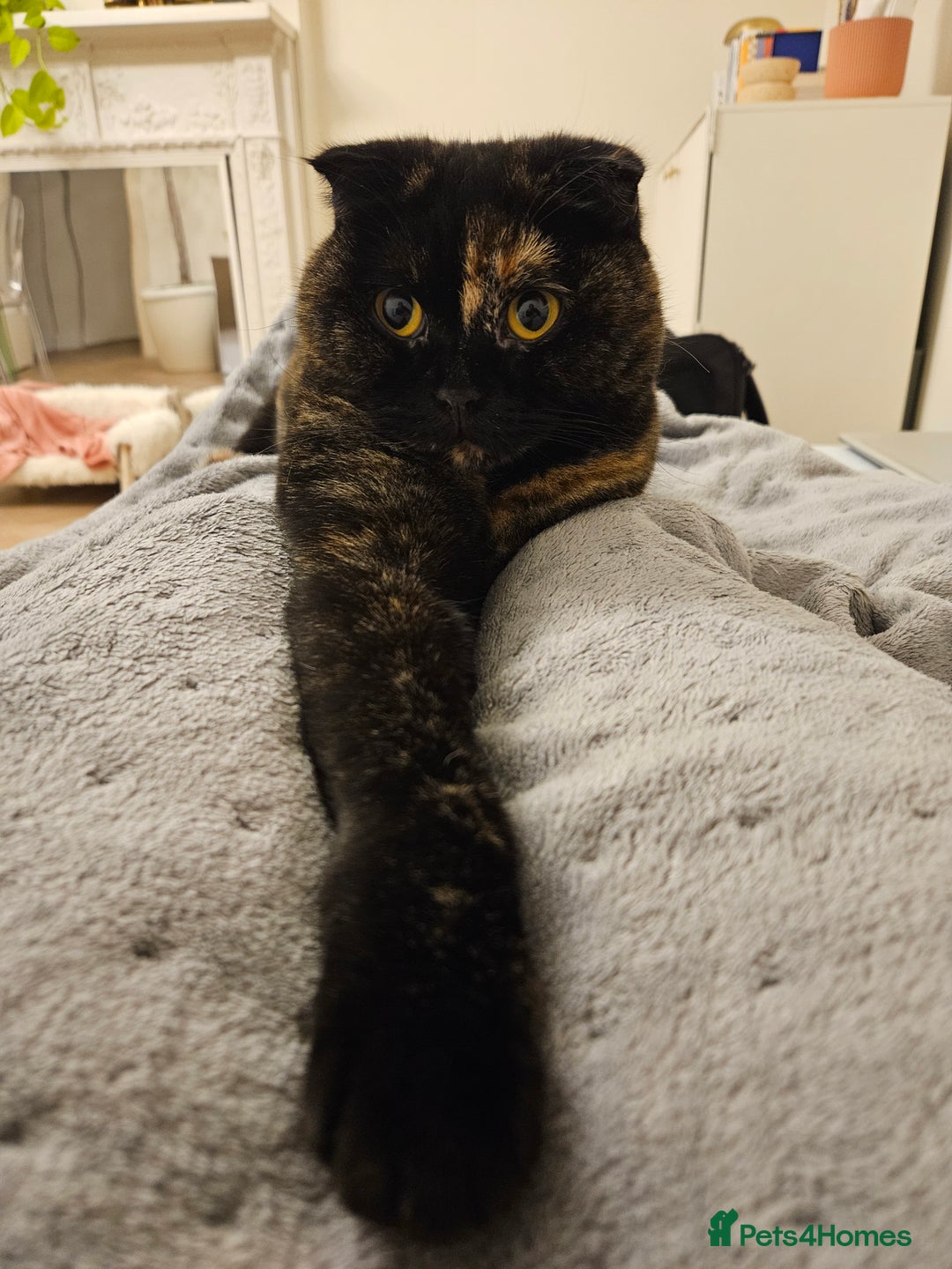 Scottish Fold cats for sale: Tortie girl, wonderful personality, 1.5years old - Advert 16