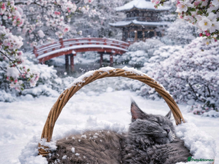 Maine Coon cats Gccf MaineCoon Kitten Exceptional Russian Lines 🌟 - Advert 1