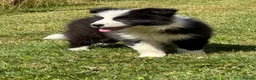 Border Collie dogs for sale: Stunning KC Registered Border Collie Puppies  - Advert 16