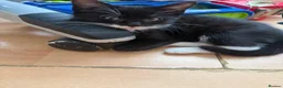 Domestic Shorthair cats for sale: 3mo Kittens: Vet Checked & Litter Trained - Advert 14