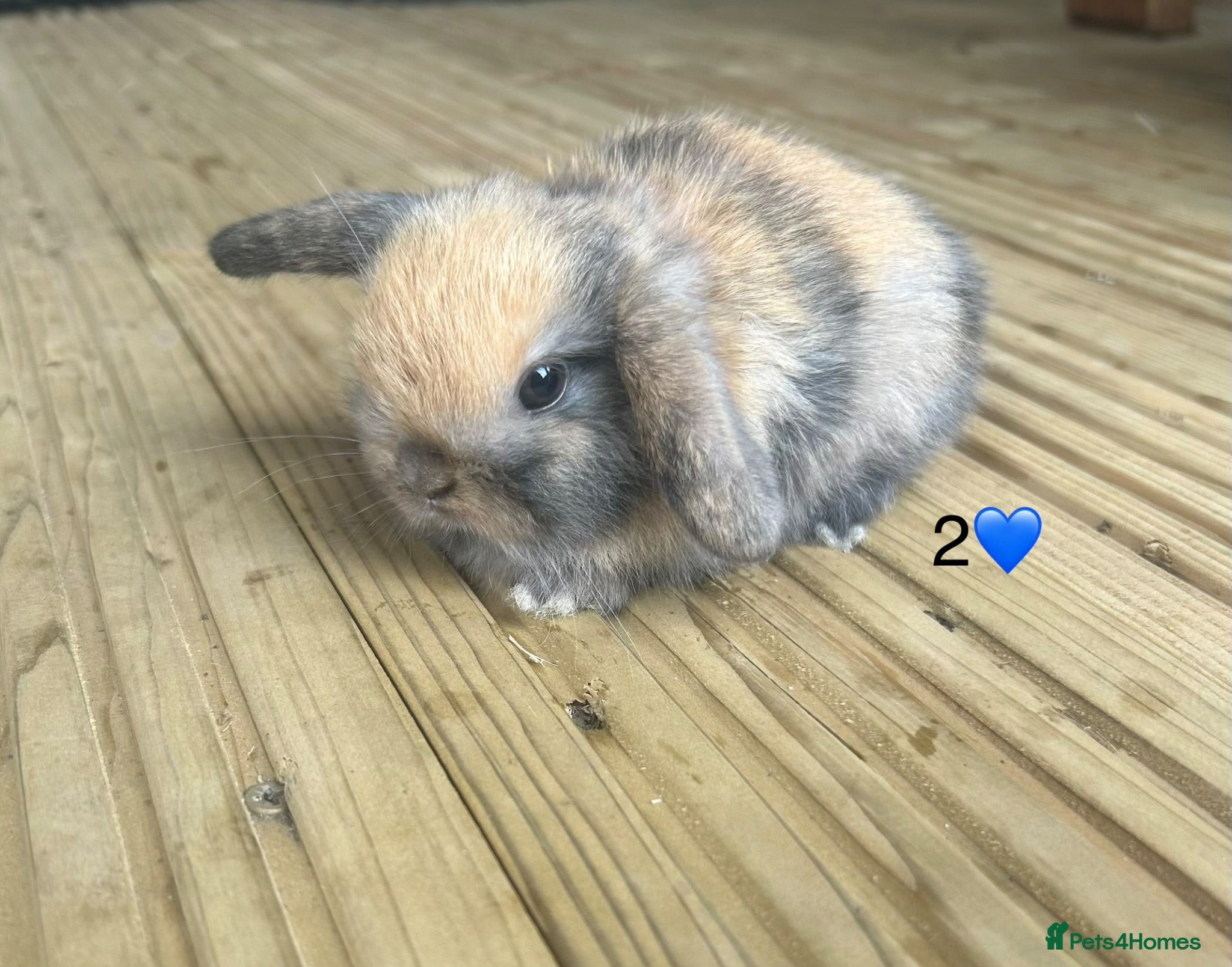 Mini Lop rabbits 6 pure mini lops - Advert 2