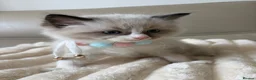 Ragdoll cats for sale: 4 ragdoll boys - Advert 15