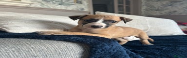 Whippet Puppy 2