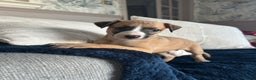 Whippet dogs for sale: Two male and one female Beautiful pure bred pups  - Advert 12