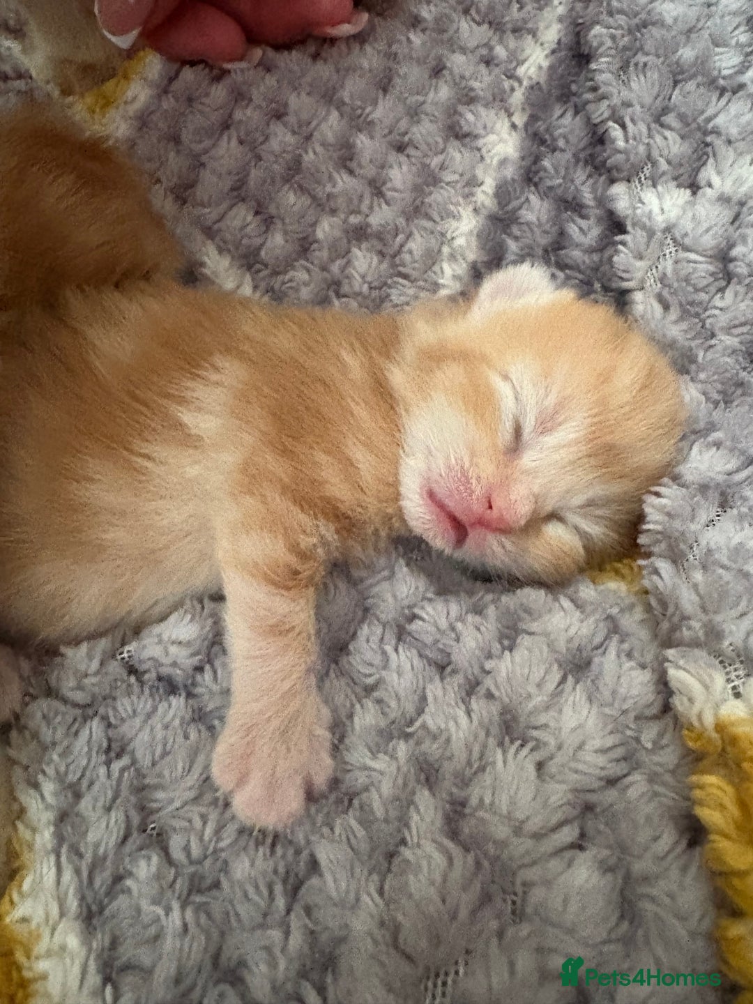 Mixed Breed cats for sale: Adorable fluffy ginger kittens  - Image 13