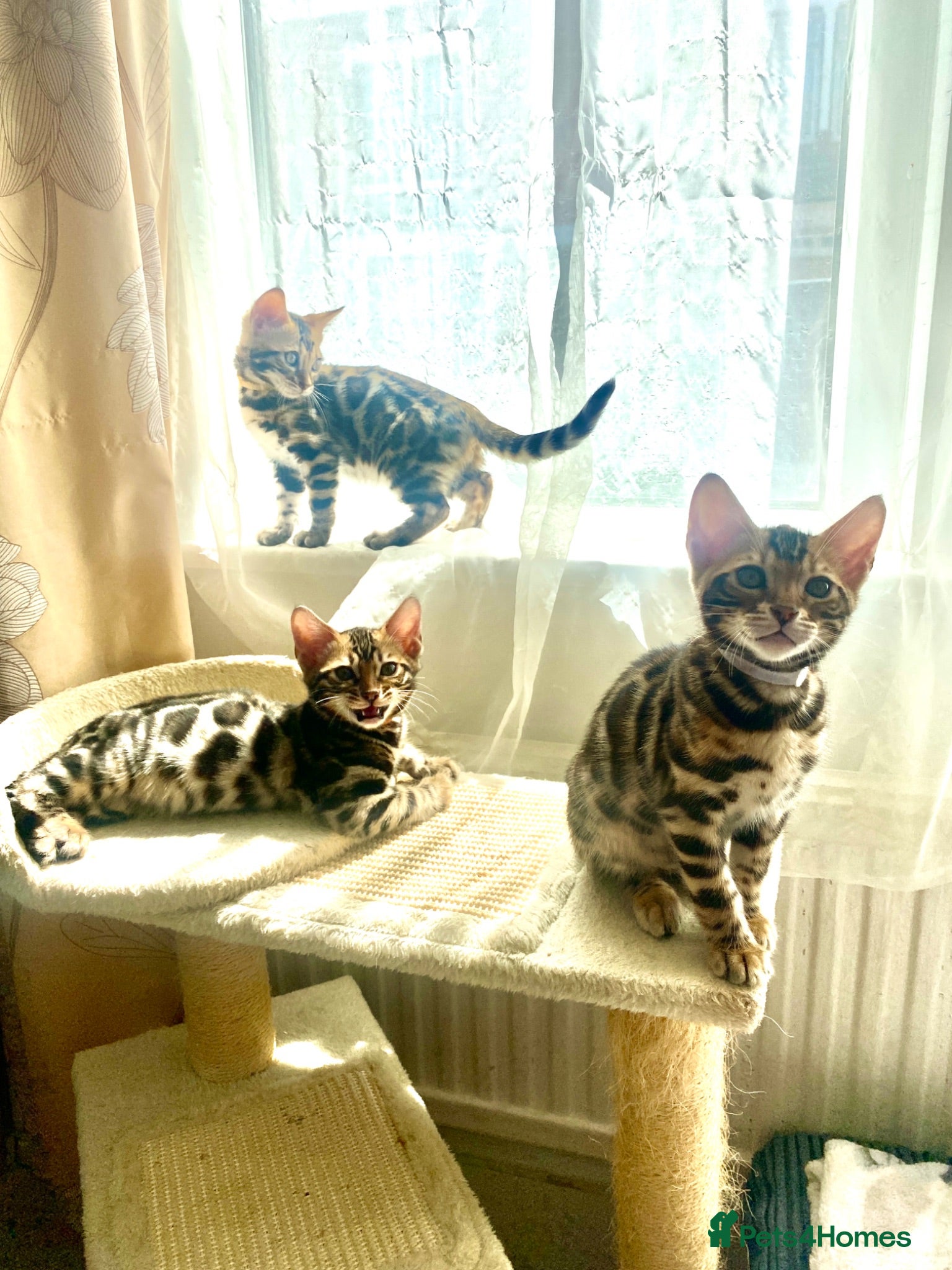 Bengal cats Bengal Wonderful Kitten.TICA registered😸😽😻✨✨✨ - Advert 1