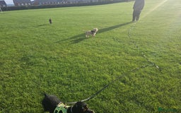 Cockapoo dogs for sale: Cockerpoo  - Image 30