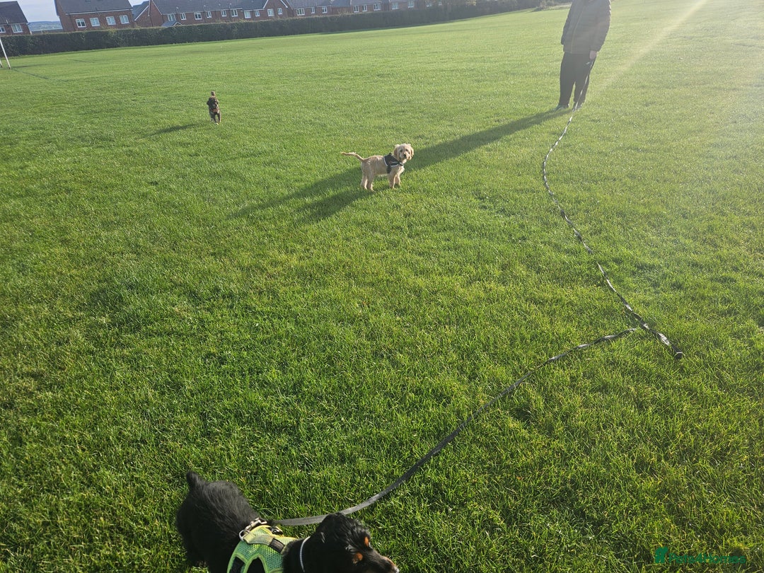 Cockapoo dogs for sale: Cockerpoo  - Image 30