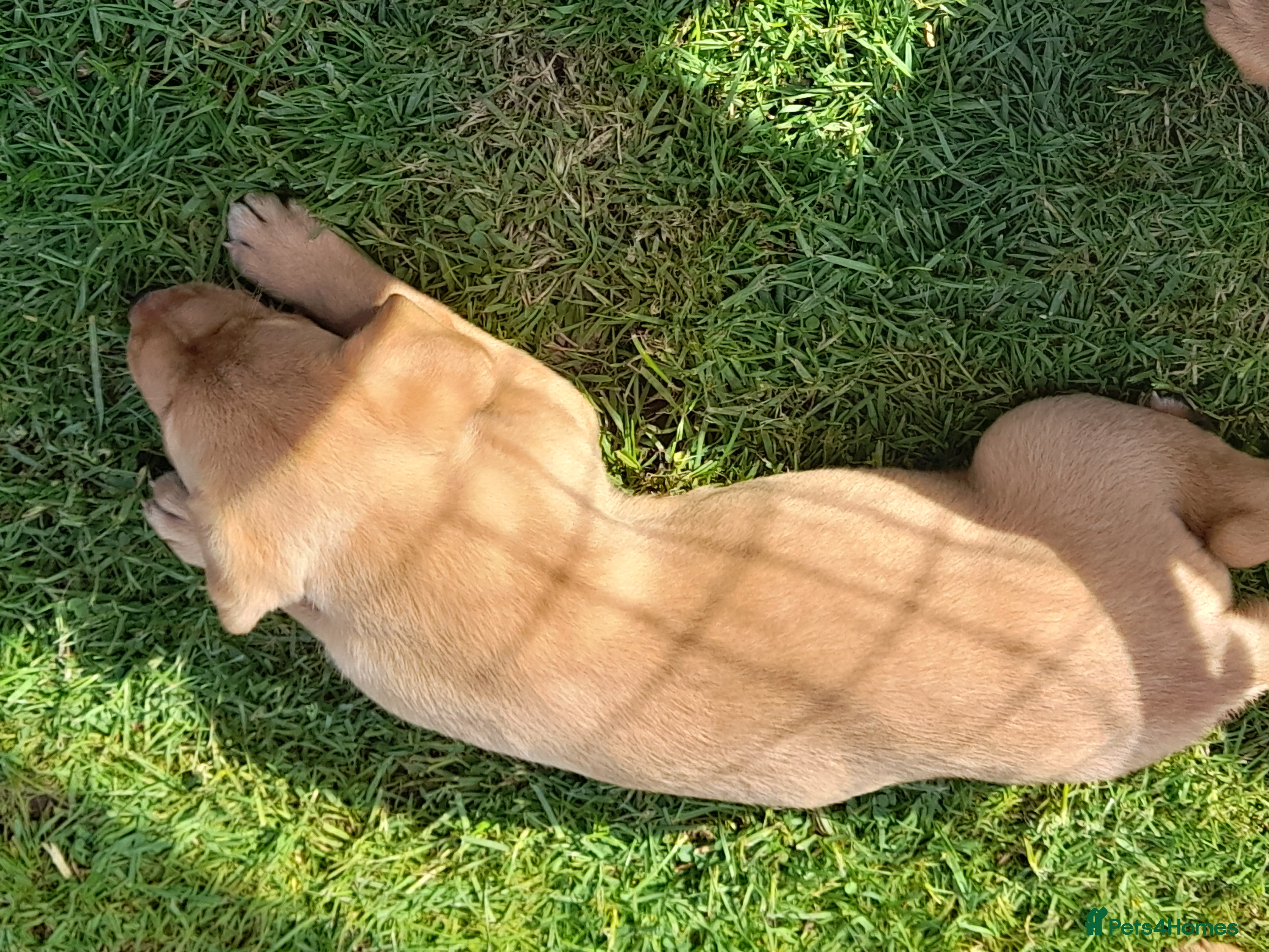 Labrador Retriever dogs for sale: Fox Red Labrador Puppies ready 05.06.26 - Advert 18